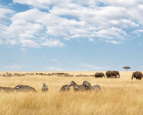 Godetevi le pianure infinite del leggendario Parco Nazionale del Serengeti con il nostro safari budget di 10 giorni in Tanzania.