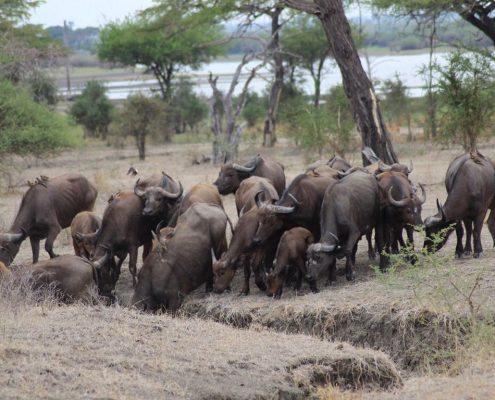 Un branco di bufali africani nel Parco Nazionale di Arusha