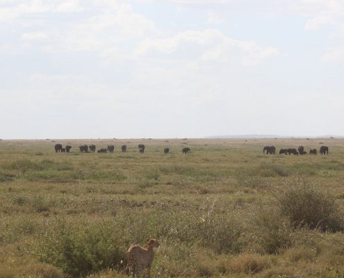 Un ghepardo scruta le pianure del Serengeti in cerca di potenziali prede