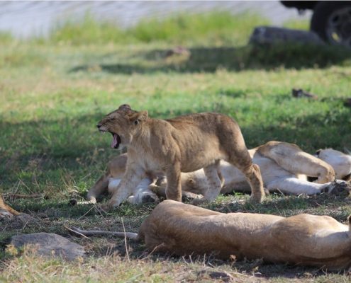 Una famiglia di leoni si riposa nel cratere di Ngorongoro