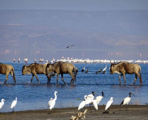 Parco nazionale del Lago Manyara con gnu e uccelli e la Rift Valley sullo sfondo