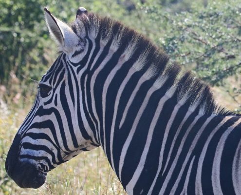 È possibile fare un safari a piedi nel Parco Nazionale di Arusha e vedere animali come questa zebra.