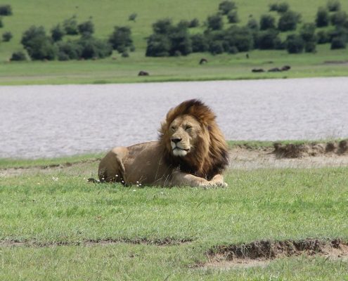 Un imponente leone maschio nell'area di conservazione di Ngorongoro