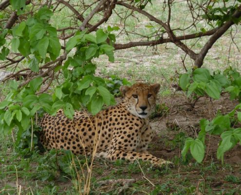 Un ghepardo nel Parco Nazionale di Tarangire