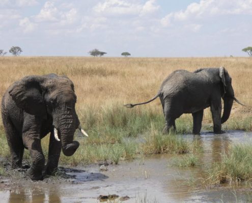 Vedrete molti elefanti durante il vostro safari di 3 giorni in Tanzania.