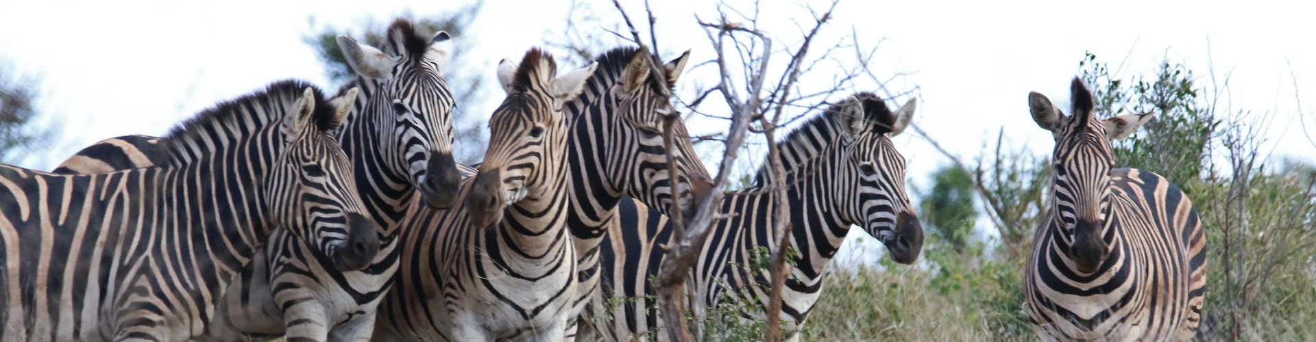 Diverse zebre vicine in un parco nazionale della Tanzania