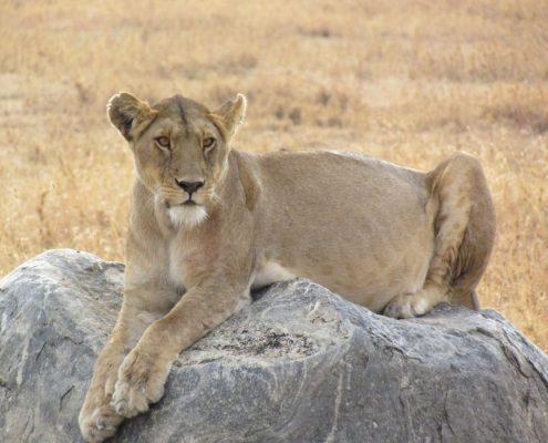 Una leonessa incinta seduta su una roccia nel Serengeti