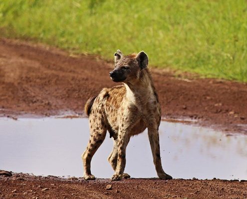 Una iena nel cratere dell'Area di conservazione di Ngorongoro