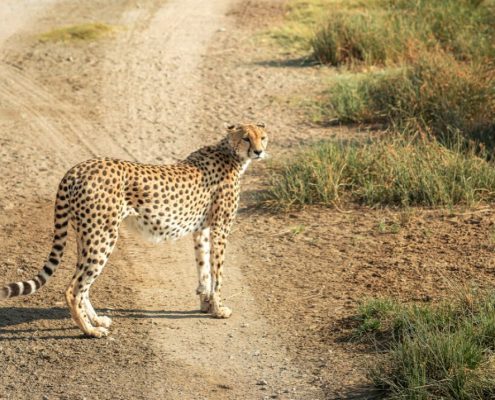 Un ghepardo nel Parco Nazionale del Tarangire
