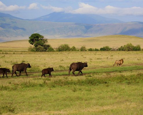 Una famiglia di bufali con un leone disinteressato nell'area del cratere di Ngorongoro