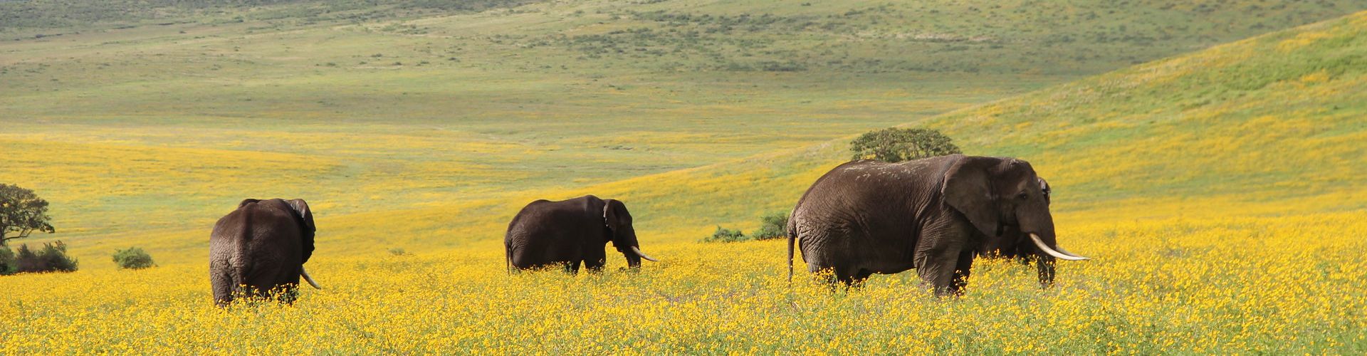 Il nostro Safari di 4 giorni in Tanzania vi porta a conoscere gli elefanti della Ngorongoro Conservation Area