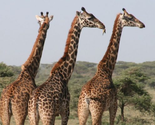 Potrete vedere molte giraffe durante il vostro safari economico di 5 giorni in Tanzania.