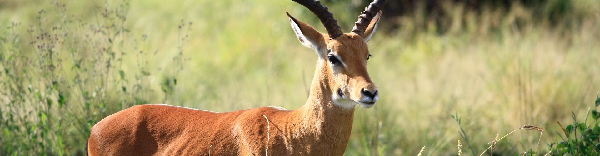 Ci sono molti tipi di antilopi da avvistare durante un safari in Tanzania.