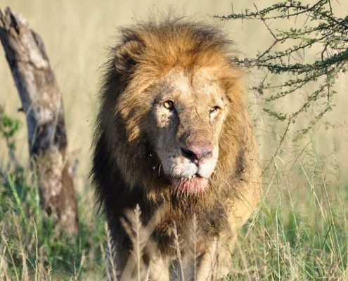 Durante il vostro 5 giorni di Safari in Tanzania potrete vedere maestosi leoni
