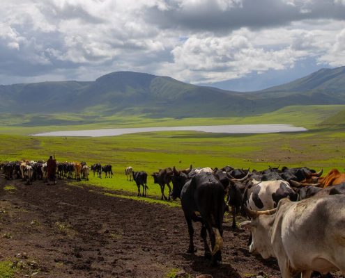 Nella Ngorongoro Conservation Area i Maasai e il loro bestiame convivono con gli animali selvatici.