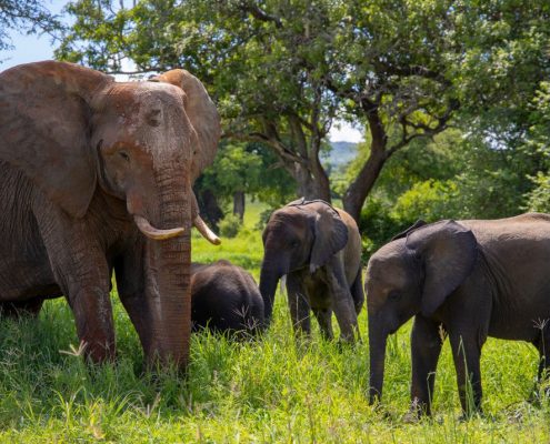 Una famiglia di elefanti nel Parco Nazionale del Tarangire durante la stagione delle piogge