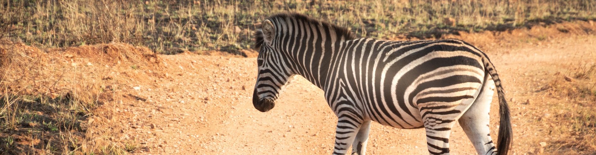 Una zebra che attraversa una strada impervia in Tanzania