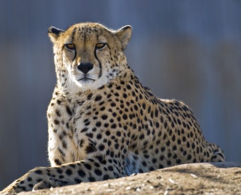 Un ghepardo che riposa su una roccia nel leggendario Serengeti