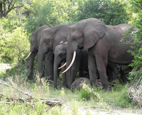 Durante un safari in campeggio in Tanzania non ci sono recinzioni o muri intorno al campeggio. È quindi possibile che una famiglia di elefanti passi davanti alla vostra tenda.