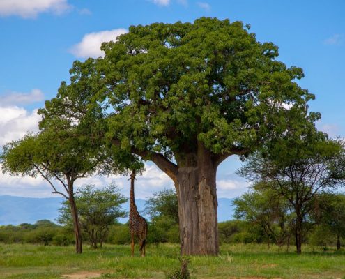 Una giraffa che allunga il collo per raggiungere il fogliame di un Baobab gigante nel Parco Nazionale del Tarangire