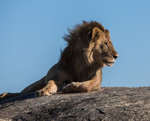 Questo safari in campeggio Tanzania vi offre la possibilità di ammirare il re dei grandi felini, un leone maschio nell'area di gestione della fauna selvatica di Ikoma.
