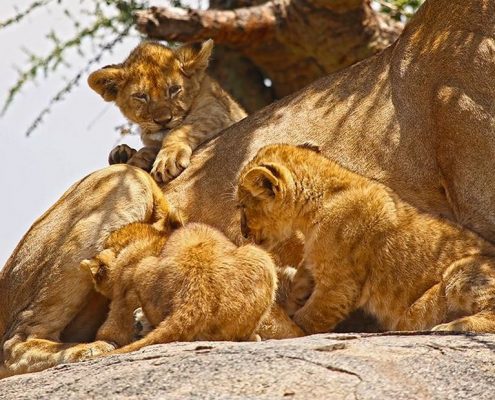 Cuccioli di leone su un Kopjes nel Serengeti
