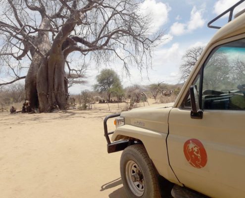 Un camion Shemeji Safari e un antico albero di Baobab al confine con il Parco Nazionale Tarangire