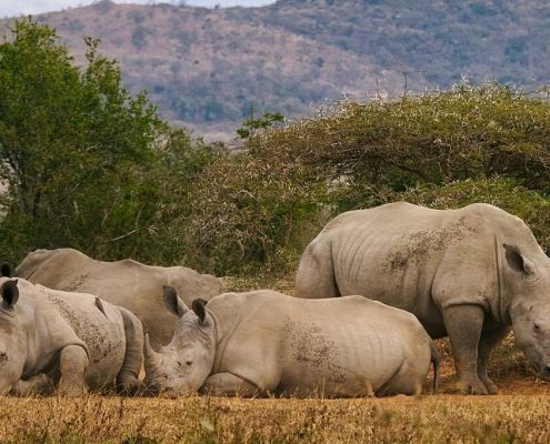 Durante il vostro pacchetto vacanze Safari e Zanzibar avrete la possibilità di avvistare i rari rinoceronti africani.