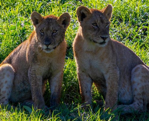 Giovani fratelli leoni nell'ecosistema del Serengeti