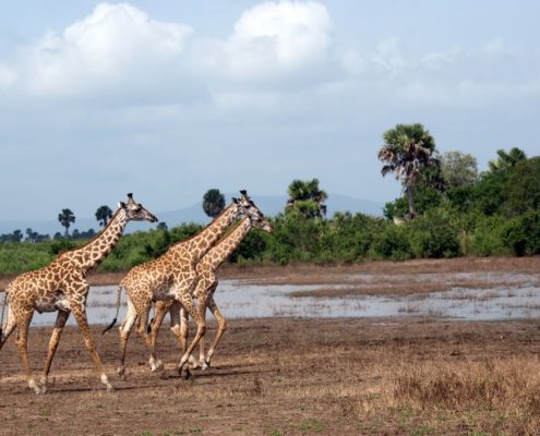 Tre giraffe in movimento in Tanzania