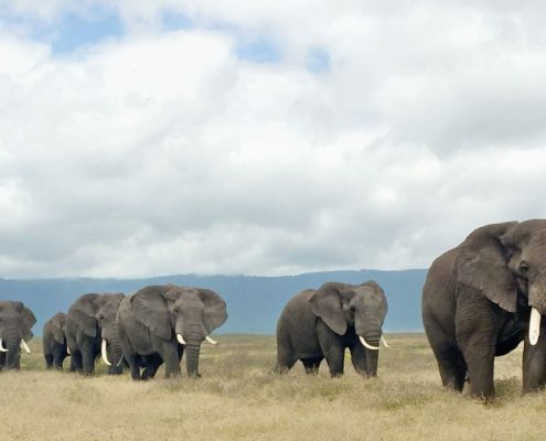 Una processione di diversi elefanti adulti all'interno della caldera dell'Area di Conservazione di Ngorongoro