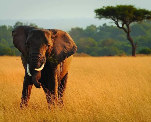 Un elefante con le zanne storte in Tanzania