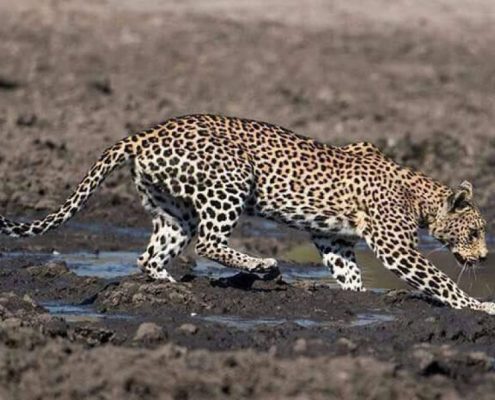 Un elegante leopardo nell'area del Lago Manyara