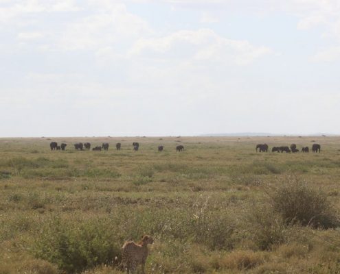 Godetevi le infinite pianure del Serengeti durante il vostro safari di 6 giorni in Tanzania.
