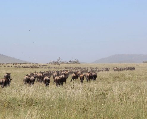 Un grande gruppo di gnu, parte della Grande Migrazione nell'ecosistema dei Serengeti