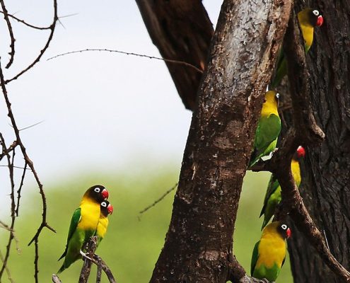 Durante il vostro pacchetto vacanze Safari Tanzania e Zanzibar potrete osservare alcune delle oltre 1000 specie di uccelli presenti in Tanzania.