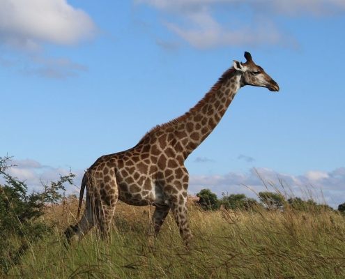 Una giraffa di passaggio nel Parco Nazionale del Serengeti
