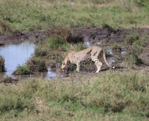 Un ghepardo che beve acqua da una piccola pozza nel Serengeti