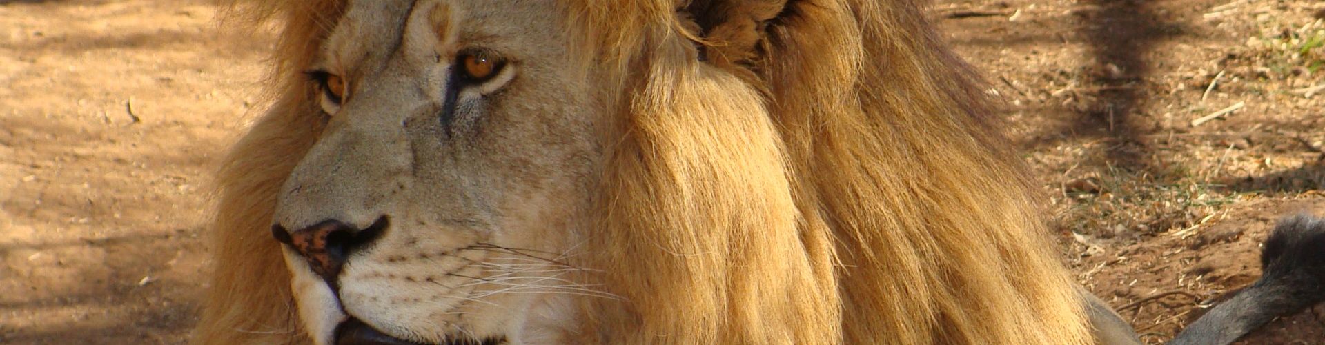 Un leone maschio più anziano con cicatrici e una criniera imponente
