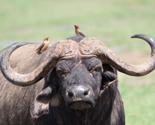 Un bufalo africano con corna imponenti nel Parco Nazionale del Tarangire