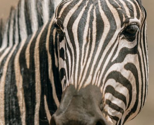 Durante il vostro safari in campeggio di 7 giorni in Tanzania vedrete molte zebre, come questa nell'area di conservazione di Ngorongoro.