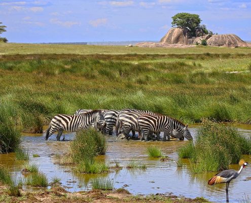 Zebre che bevono da un piccolo stagno nel parco nazionale del Serengeti con i Kopjes sullo sfondo