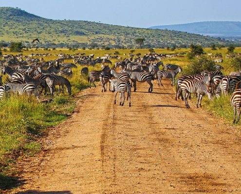 Con questo safari in campeggio di 7 giorni in Tanzania avrete ottime probabilità di assistere alla Grande Migrazione annuale nell'ecosistema del Serengeti.