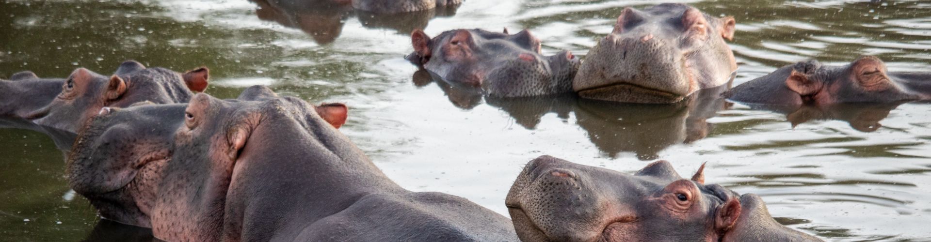 Piscina degli ippopotami nel Parco Nazionale del Lago Manyara