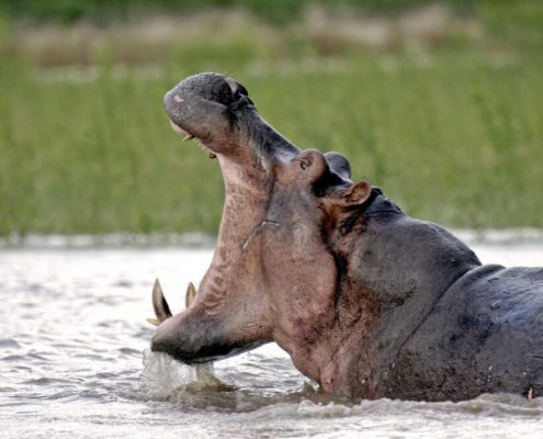 Attenzione ai pericolosi ippopotami durante il safari in Tanzania