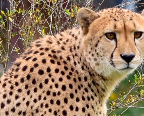 Un ritratto del ghepardo, il mammifero terrestre più veloce della terra