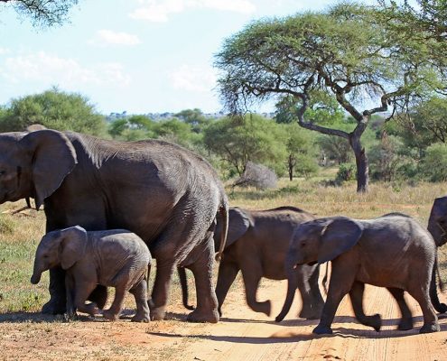 Gli elefanti hanno sempre il diritto di precedenza durante il vostro Safari di 7 giorni in Tanzania.