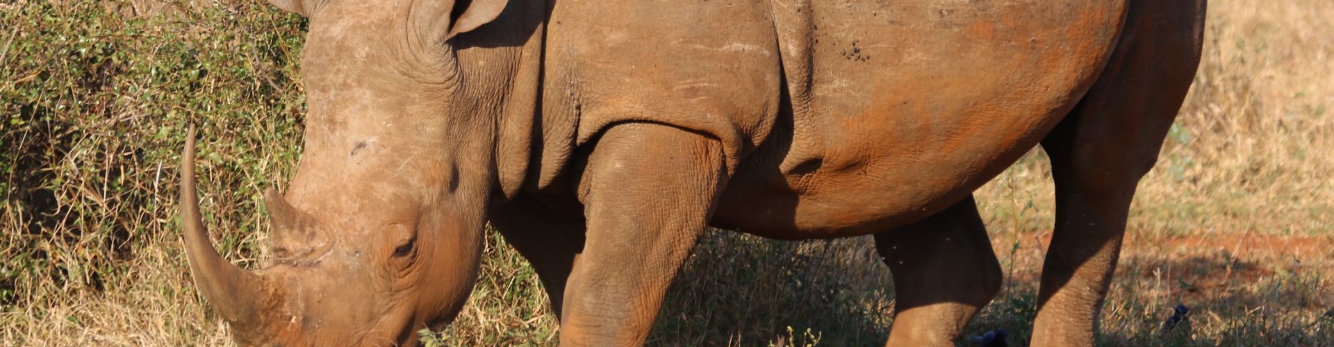 Ritratto ravvicinato di un rinoceronte, una delle specie più minacciate al mondo