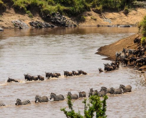 Gnu e zebre (parte della grande migrazione annuale in Tanzania) che attraversano il fiume Mara nel Parco Nazionale del Serengeti