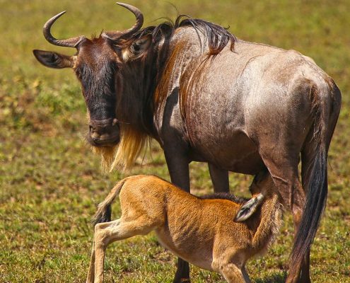 Una madre gnu allatta il suo piccolo nel Parco Nazionale del Serengeti